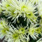 Chrysanthemen, Chrysanthemum indicum, 4er-Set, spinnenblütig weiß, Topf 14 cm Ø