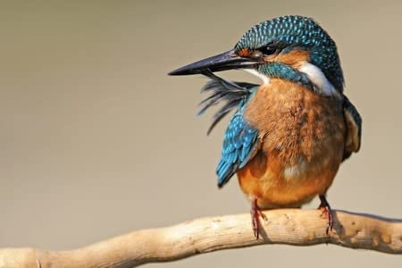 Cuadro de madera 60 x 40 cm: martín pescador (Alcedo atthis) sentado en un palo con una pluma en el pico (94672660)