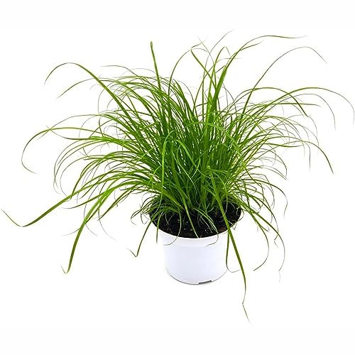 60 pcs katzengras samen bio - wintergemüse bio saatgut bohnenkraut pflanze Wheatgrass gemüsepflanzen topfpflanzen draußen winterhart gemüse anzucht gartenpflanzen alte gemüsesorten