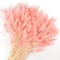 Songjum 120Stück Getrocknete Blumen Hasenschwänze Pampasgras Natürlicher Kaninchenschwanz Getrockneter Blumen Pampasgras Dekor für Wohnkultur Boho Zuhause Dekoration Blumenarrangements（Rosa）