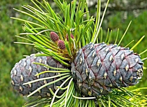 Sibirische Zirbelkiefer Samen, Sibirische Zeder, Pinus sibirica, Klimawandelbaum (10 Samen)