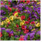 10 Mixed Calibrachoa Starter Plants Summer Collection Perfect for Hanging Baskets or pots. Summer Collection. Each Pack Will Have 10 Plugs Plants.