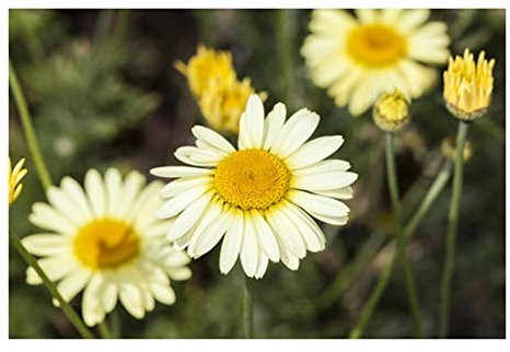 RP Seeds Anthemis tinctoria alba (Dyer's Chamomile/Marguerite) - 30 Seeds