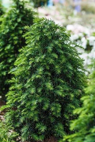 Taxus baccata 'Höpken's Gigant' 80-100 cm - Eibe, immergrün, ideal für Hecken, schnittverträglich, winterhart, pflegeleicht