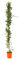 Pianta di HEDERA VERDE rampicante vaso 16 cm FOTO REALE h 100cm AMDGArden