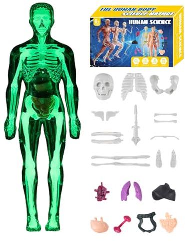 Human Anatomy Modell 3D - 10x28,5cm ABS Transparente Torso Figur, Abnehmbar Organe Knochen Lernset, Montierbar Leuchtend Dunkel Wissenschaft Bildung, Homeschooling Unterricht | für Schüler Lehrer