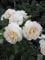 Rosa Sirius ® - Beetrose Sirius ® - Tantau Rose - ADR Rose