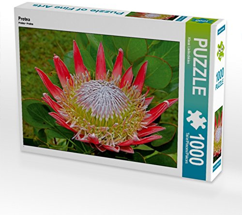 CALVENDO Puzzle Protea | 1000 Teile Lege-Größe 64 x 48 cm Foto-Puzzle für glückliche Stunden