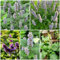 250 pcs Koreanische Minze samen - indoor kräutergarten, zimmerpflanzen samen duftnessel pflanze, Agastache rugosa, winterharte pflanzen für balkon, seltene samen blumen samen, saatgut
