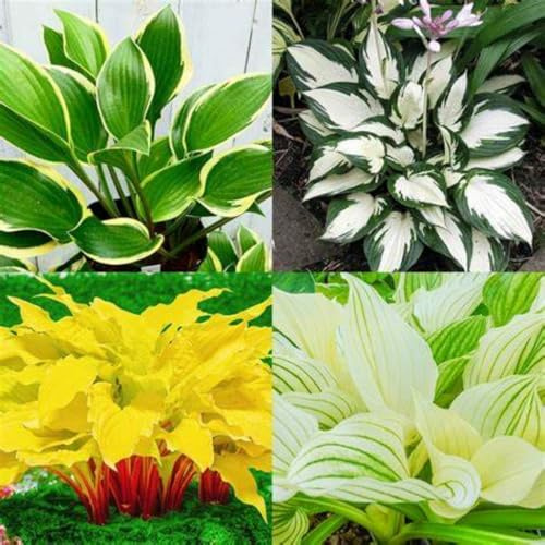 Hostas/Hosta-Zwiebel-Mix-Ausgezeichnetes Display/Gartenfertiges Outdoor-Sortiment für schattige Ränder und Behälter/winterharte mehrjährige I-8-Zwiebeln