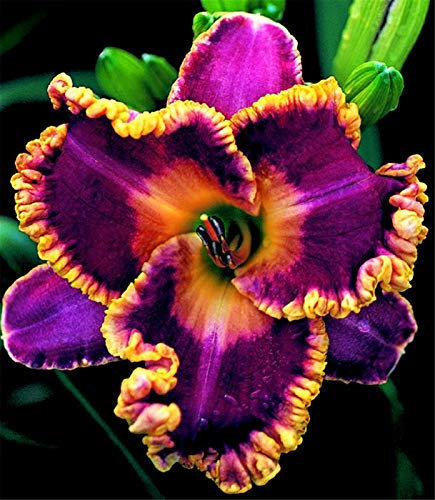 Bulbi di Hemerocallis,In vaso in tutte le stagioni,Pianta adesso,Piante coltivate nel suolo domestico,issimi fiori ornamentali-5 Bulbi,2