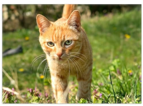 Wallario Rutschfester, Teppich mit Motiv - Fußmatte Neugierige Katze im Gras, Größe 50 x 70 cm - flachgewebt