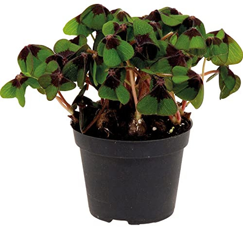 Oxalis Deppei o Trébol del 4 Hojas Natural Planta Fácil de Cuidar