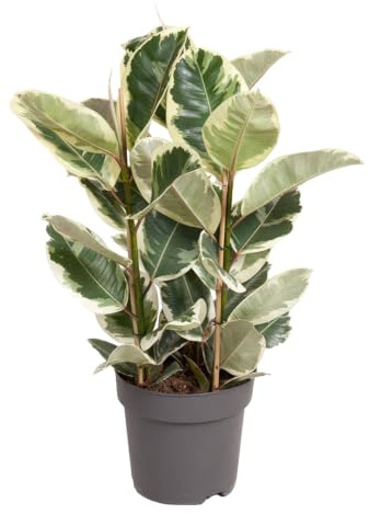 Trendyplants - Ficus Elastica Tineke - Gummibaum - Zimmerpflanze - Höhe 90-110 cm - Topfgröße Ø27cm