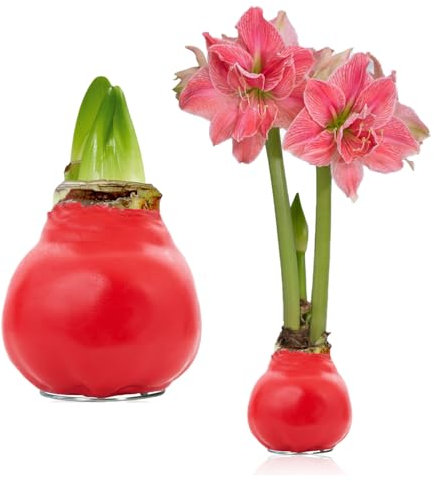 FLORIUM - Wachs Amaryllis Zwiebeln Rot Romance – Wachsamaryllis 28/30 Großformat | 1 Stück | gewachst/wax | ohne Gießen | Zimmerpflanzen aus Holland - Hippeastrum (kein glas, vase und Topf)