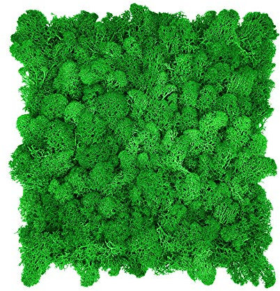 GJS Moos-Platten aus echtem Islandmoos – selbstklebende Wand- & Akustikpaneele für Bilder, künstliche Pflanzenwände, Fake Green Walls Matten & natürliche Deko/Basteln (30 × 30 cm, hellgrün)