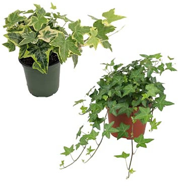 Pack de Hiedra Verde y Hiedra Variegata Plantas Naturales de Interior