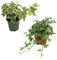 Pack de Hiedra Verde y Hiedra Variegata Plantas Naturales de Interior