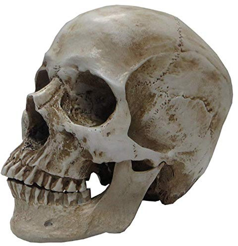 DYTAH Lebensgröße Menschlicher Schädel Anatomie Modellharz Replik Für Anatomische Verfolgung Kunst Lehrt Skelett Halloween Dekorationsstatue (Bronze) (Bronze) (Bronze)
