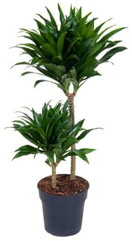 Dracaena fragrans compacta - Drachenbaum - große, pflegeleichte Zimmer und Büropflanze Höhe: 90 cm Topf:19 cm