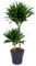 Dracaena fragrans compacta - Drachenbaum - große, pflegeleichte Zimmer und Büropflanze Höhe: 90 cm Topf:19 cm