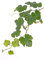 Künstlicher Weinreben Zweig BJON, crossdoor, grün, 60cm - Dekozweig