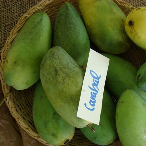 Vivai le Georgiche - Pianta vera di Mangifera indica Carabao Mango filippino, Mango dolce, Mango 'Carabao' - altezza alla vendita 60-80 cm
