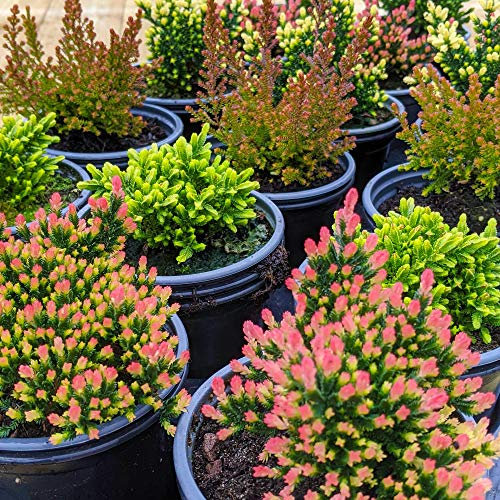 36 Potted Calluna Heathers | Premium Flowering Evergreen Bushy Shrub Plant Mix | Hardy Mixture of Garden Plants