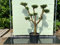 Tropictrees Olea Europea Plato - Olivenbaum Pon Pon, Stammumfang 30-40 CM - A+