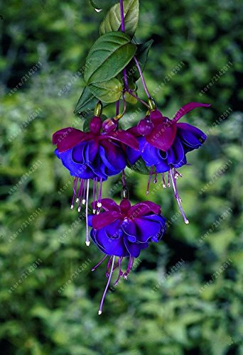 100 pcs/Bag Fuchsia Seeds, Fuchsia Flower, Bonsai Hanging Flower Seeds, Potted Plant Lantern Begonia Seeds for Home Garden 14