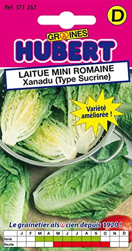 Graines de Laitue Mini Romaine Xanadu (Type Sucrine) - 0,5 grammes