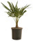 Bloomique - Trachycarpus Fortunei - Chinesische Hanfpalme - Palmen Winterhart Draußen - Höhe 50-60 cm - Topf 19 cm