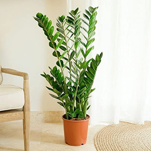 Fleurs et Délices - Plante verte - Plante d'intérieur - Zamioculcas - 80/90 CM - sans cache pot - Fabrication Française Artisanale de Qualité - Plante à Offrir