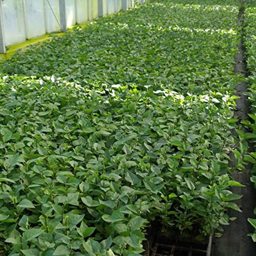 Syringa Mme Lemonie von Intragarten gewöhnlicher weißer Flieder im Topf