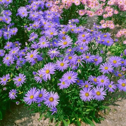 Berg-Aster 'Glücksfund' im Topf Aster amellus winterhart duftend mehrjährig | Wuchshöhe 60-80 cm, aufrecht buschig, weiße Blüte August bis September, duftend, sonniger Standort, Staudenbeet