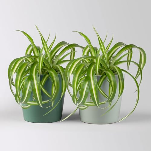 Grünlilie 'Bonnie' in Topf Dallas seegrün & gl.blau, Topf-Ø 12cm, 2 Pflanzen
