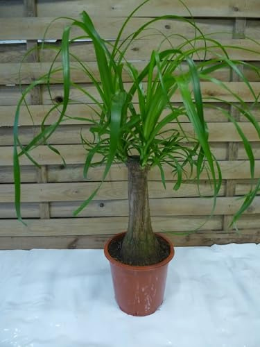 [Palmenlager] Nolina beaucarnea Elefantenfuß 70 cm - Zimmerpflanze mit dickem Stamm