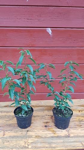 Portugiesische Lorbeerkirsche Prunus lusitanica Angustifolia T.B. 1,3 L 20-30 cm 25 Stück