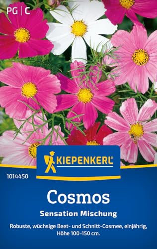 Kiepenkerl Cosmossamen Sensation Mischung 1014450 - Wüchsige Schmuckkörbchensamen für Beet & Schnitt, ideal für Bienen & Schmetterlinge, Blumensamen für 40 Pflanzen