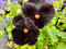 Semi di fiori di viola del pensiero 50 pezzi neri
