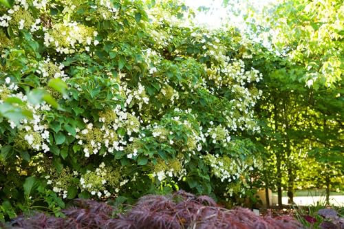Hydrangea petiolaris 100–125 cm – Winterhart, Mehrjährig, Pflegeleicht – Kletterhortensie – Kletterpflanze für Fassade & Rankhilfe
