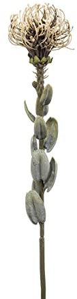artplants.de Künstliche Nadelkissen Protea AUSCHRA, beige, 60cm - Kunstblume Protea