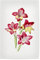 artboxONE Poster 90x60 cm Natur Rote Gladiole hochwertiger Design Kunstdruck - Bild malerei berühmte bildende Kunst
