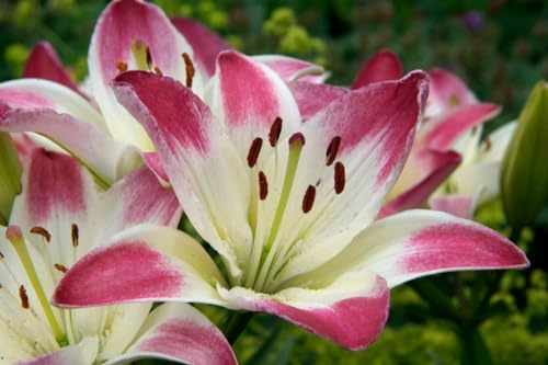 CSL sunrise Hybride Lilie Lollypop 5x Zwiebeln, Lilium bis 70 cm, winterharte und mehrjährig Lilienzwiebeln, Blumenzwiebeln, bienenfreundlich