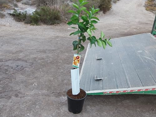 Árbol de naranja de sangre, cítricos sanguinelli, naranjo, aprox. 125-140 cm de alto