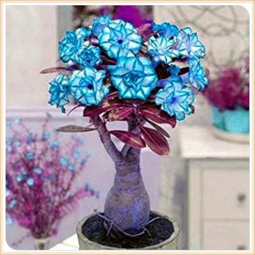 Wüstenrose, seltene Farbe, seltene Farbe, winterharte Zwiebeln, mehrjährig, leicht zu züchten, Bonsai, Gartendekoration-1 zwiebel-H