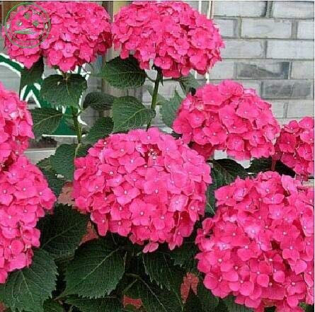 Rosa roja: semillas de flores, hortensias Una variedad de colores Semillas Plantas de jardín Bonsai Fort Viburnum 30 piezas R85