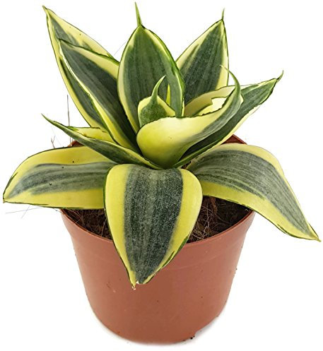 Sansevieria trifasciata 'Golden Hahnii', Zwergsorte des bekannten Bogenhanf - sehr schöne Sukkulente/Sanseverie - dekoratives Dickblatt - pflegeleichte Zimmerpflanze