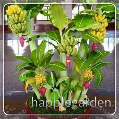 Bloom Green Co. 50 PC-Zwergbanane Bonsai-Baum, Tropischer Obstbaum, Indoor-Bonsai Balkon Blume für Haus Pflanzen, Keimungsrate von 95%: 20