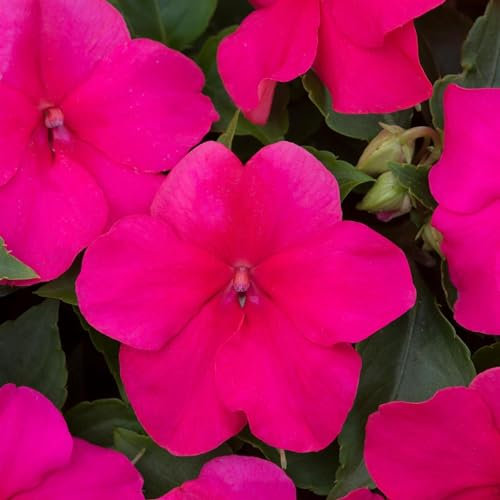 Perfect Plants - Busy Lizzie Plants Rose - 6 Pack Bedding Plants - Garden Ready Plants Impatiens